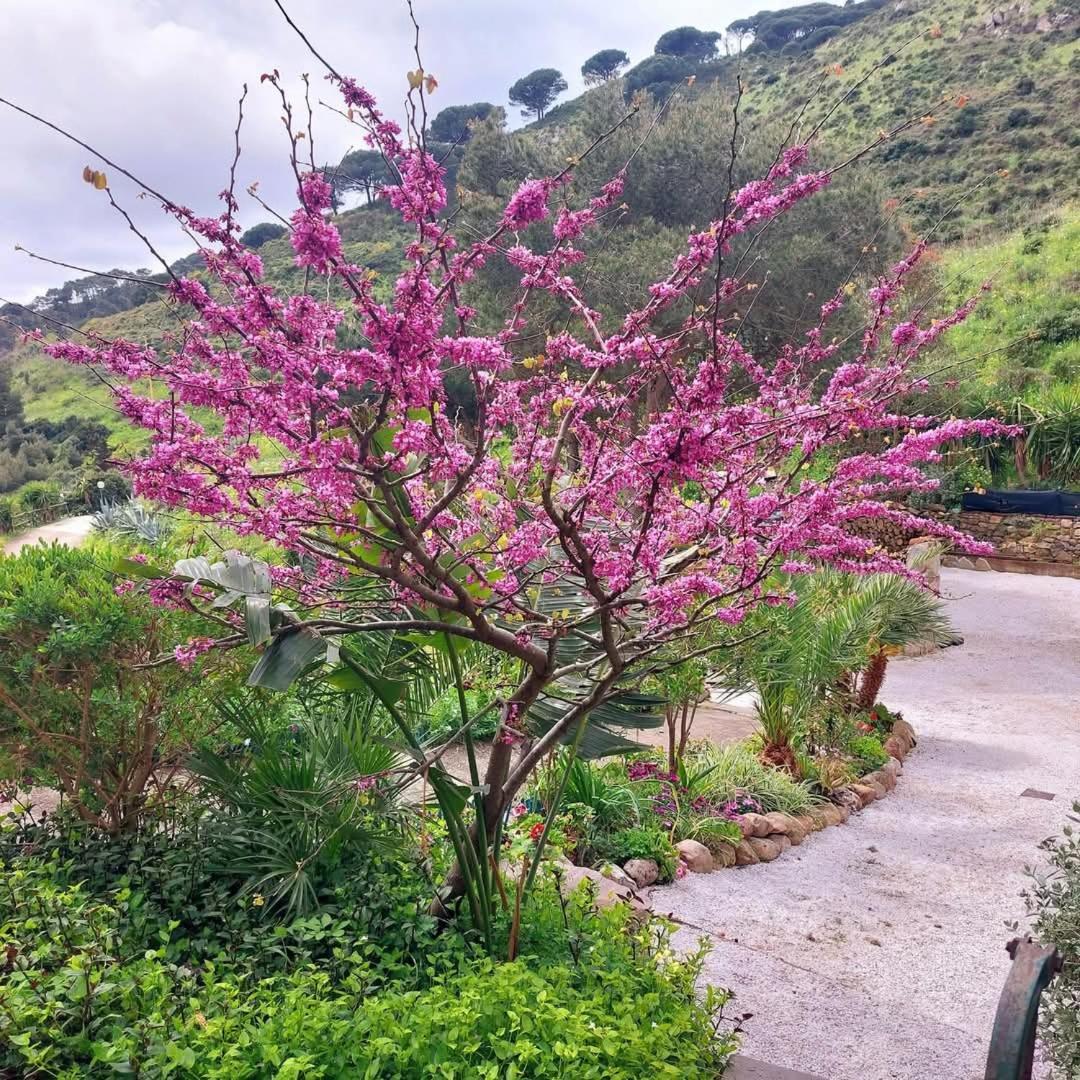 Villetta Dei Fichi D'India Rio dellʼElba Eksteriør billede